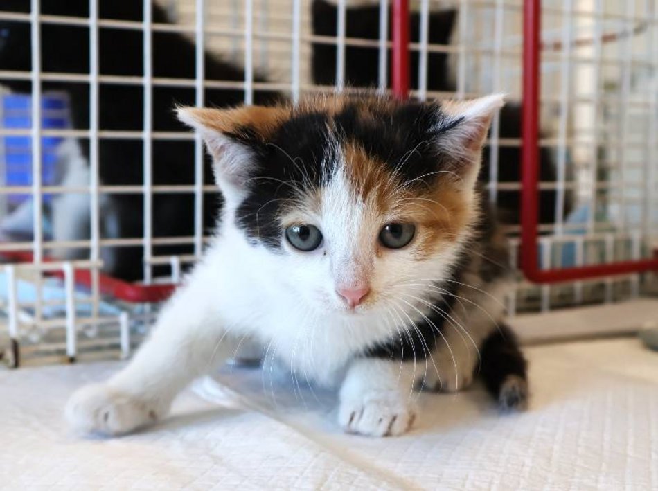 Łódź. Chmurka ze schroniska w Łodzi została znaleziona na ulicy. Podaruj jej nowy dom!