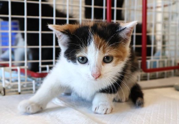 Łódź. Chmurka ze schroniska w Łodzi została znaleziona na ulicy. Podaruj jej nowy dom!