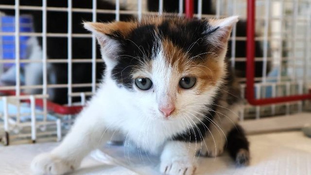 Chmurka ze schroniska w Łodzi została znaleziona na ulicy. Podaruj jej nowy dom!