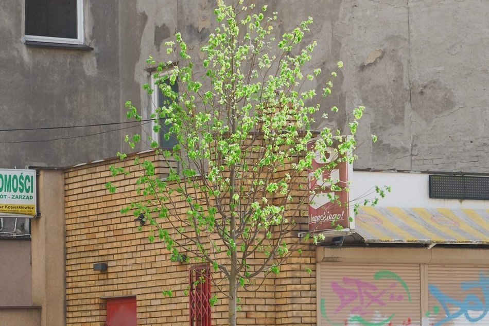 Łódź. Zielona rewolucja na Lutomierskiej w Łodzi. Posadzili ponad 20 nowych drzew!