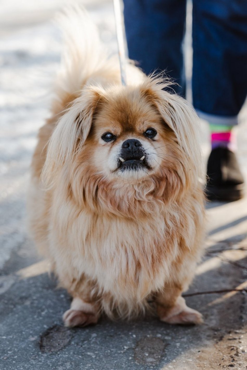Łódź. Pani Iza i psy adoptowane ze schroniska w Łodzi