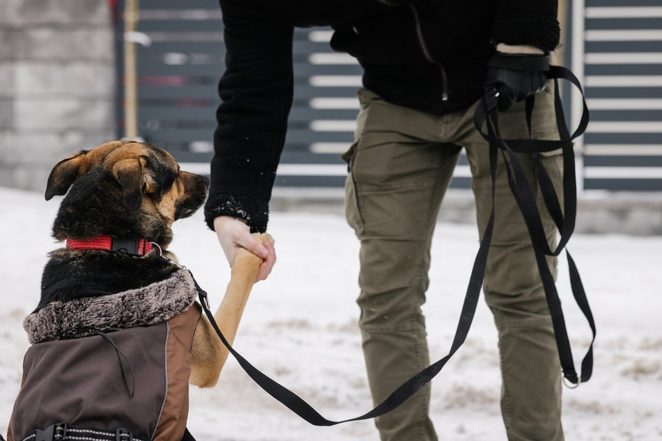 Łódź. Psy ze schroniska w Łodzi znów na spacerze! Dla tych wesołych pyszczków aż chce się chodzić!