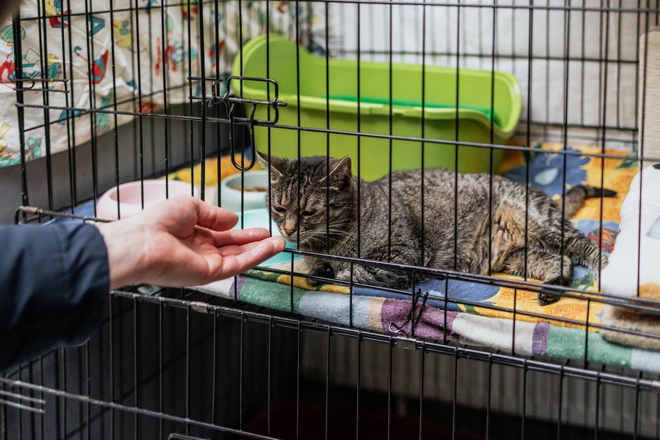 Łódź. Kocie walentynki w schronisku w Łodzi. Zobacz zdjęcia ze spotkania adopcyjnego