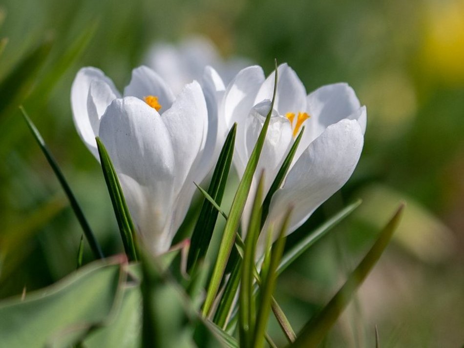 Łódź. Żonkile i krokusy opanowały Piłsudskiego. Wiosna w Łodzi w najpiękniejszym wydaniu