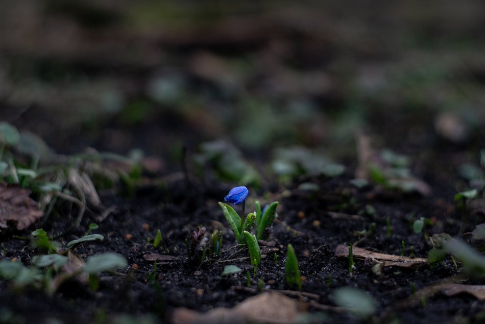 Park Klepacza znów kwitnie. Cebulice, śnieżniki i krokusy. Wiosna w Łodzi