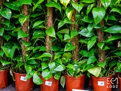 Łódź. Wiosenny Festiwal Roślin w EC1