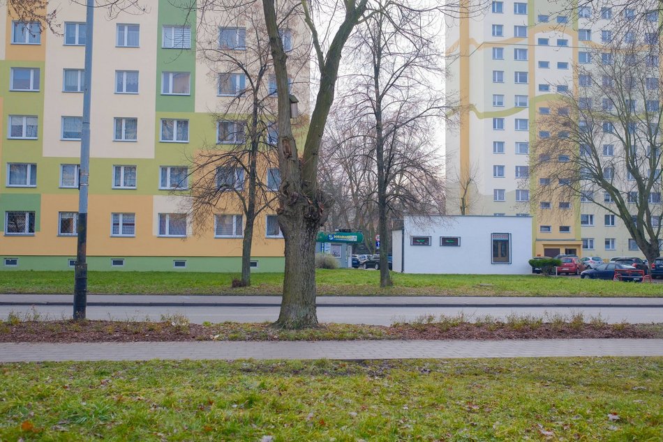 Łódź. Nasadzenia na ul. Kurczaki w Łodzi