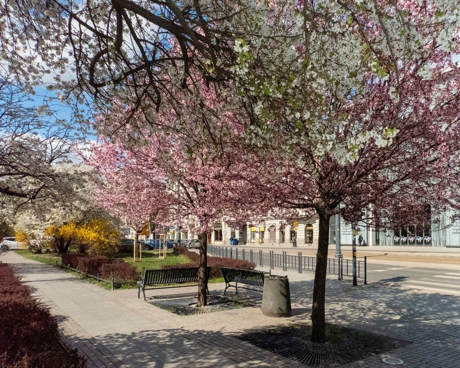 Łódź kwitnie na różowo! Zobacz piękne kadry z centrum miasta!