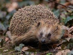 Łódź. Wiosenne przebudzenie jeży w Łodzi. Jak pomóc zwierzętom wracającym do życia po zimie?