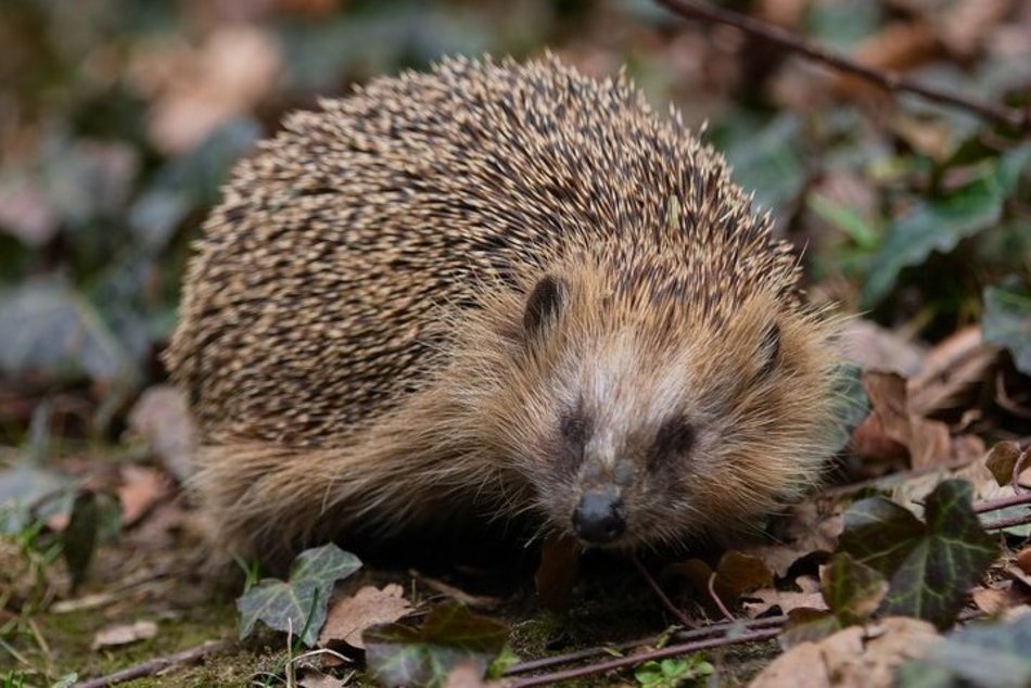 Łódź. Wiosenne przebudzenie jeży w Łodzi. Jak pomóc zwierzętom wracającym do życia po zimie?