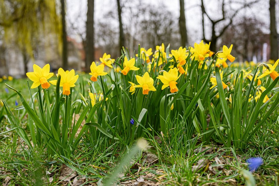 Łódź. Park Staromiejski w Łodzi w żółtych barwach żonkili. Aż chce się spacerować!
