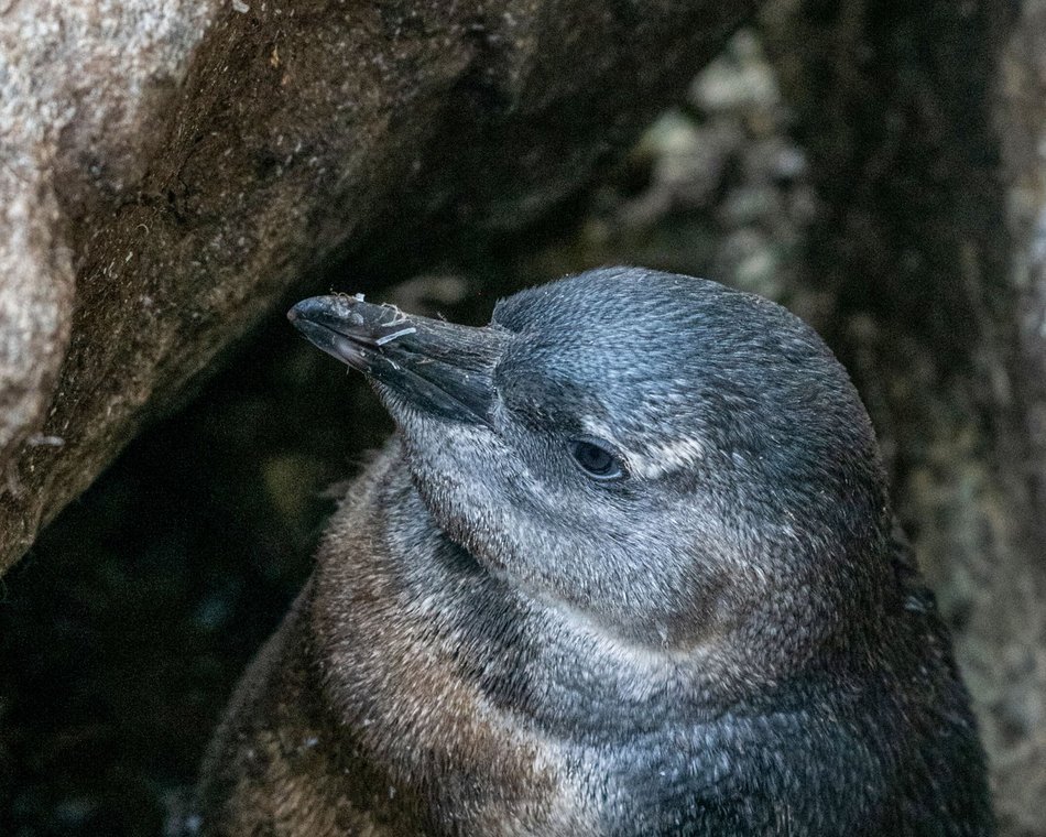 Łódź. Młode pingwiny pojawiły się w Orientarium Zoo Łódź. Już można je podziwiać!