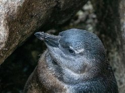 Łódź. Młode pingwiny pojawiły się w Orientarium Zoo Łódź. Już można je podziwiać!