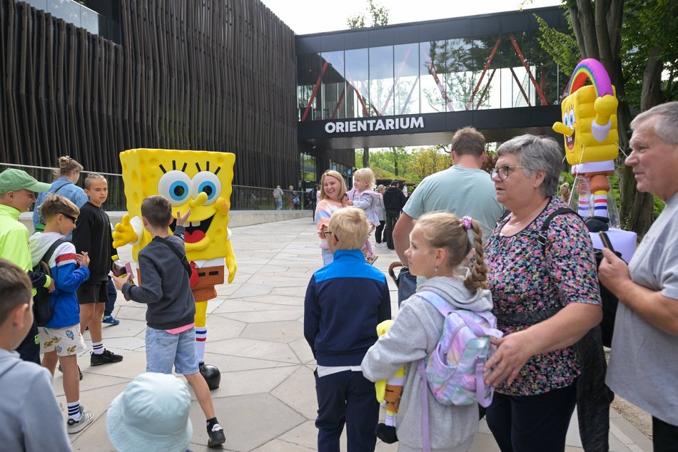 Spongebob w Orientarium Zoo Łódź