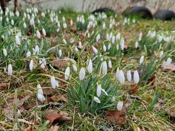 Na Dąbrowie w Łodzi już wiosna! Przebiśniegi kwitną wokół bloków