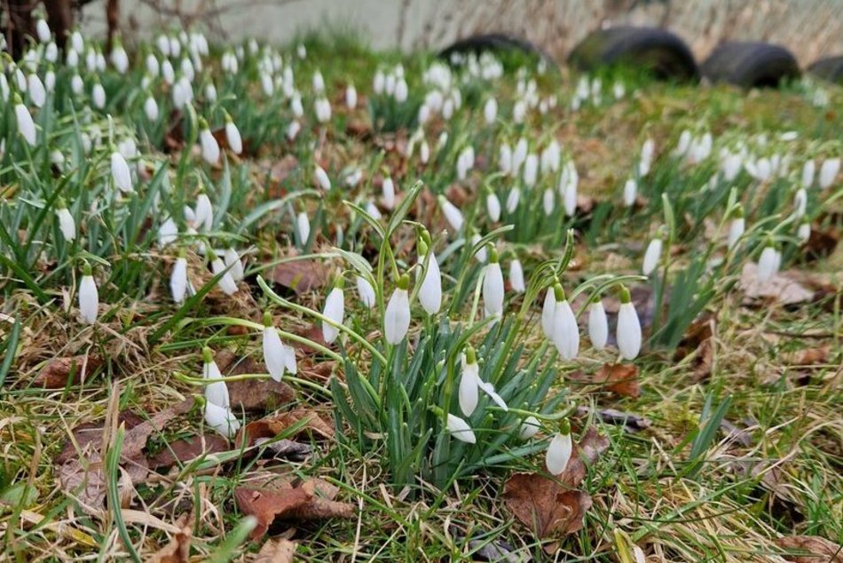 Na Dąbrowie w Łodzi już wiosna! Przebiśniegi kwitną wokół bloków