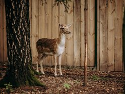 Powstał Zespół ds. Dzikich Zwierząt w Łodzi