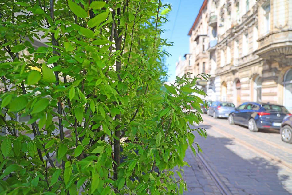 Nowe drzewa przy Zielonej w Łodzi. Zobacz, jak stawiali wielkie donice