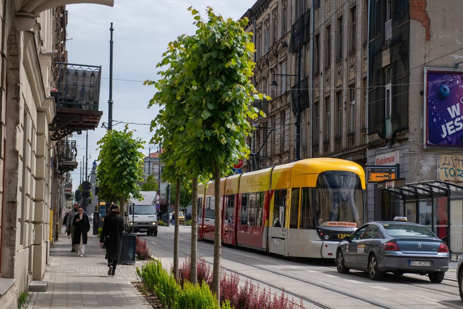 Nowe drzewa na Legionów, Nowomiejskiej i Sterlinga w Łodzi. Śródmieście coraz bardziej zielone!