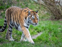 Orientarium Zoo Łódź współpracuje z WWF Polska, edukując na rzecz ochrony dzikiej przyrody