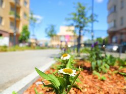 Łódź. Knychalskiego w Łodzi cała w zieleni! Nowe drzewa, kwiaty i rabaty