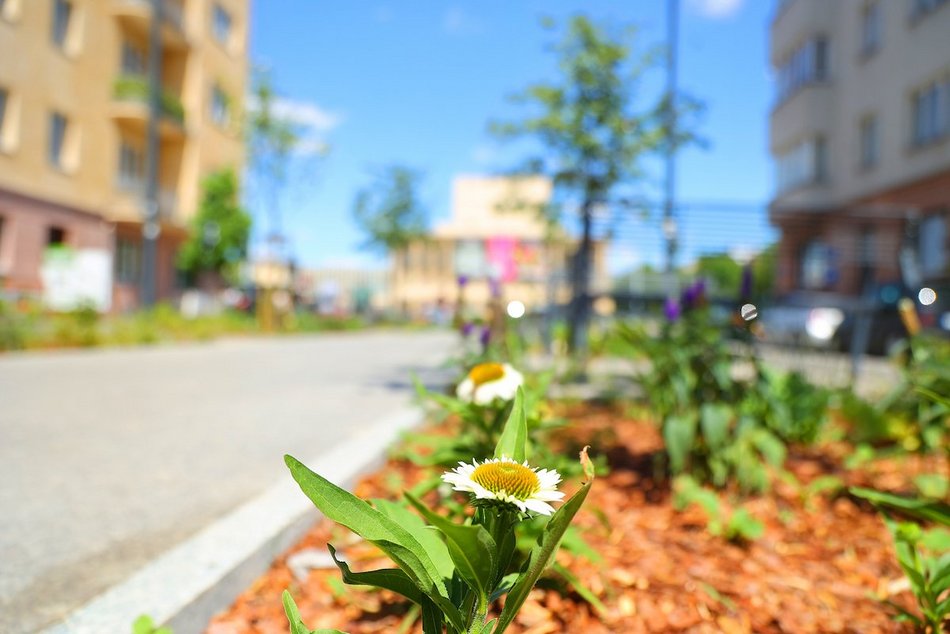 Łódź. Knychalskiego w Łodzi cała w zieleni! Nowe drzewa, kwiaty i rabaty