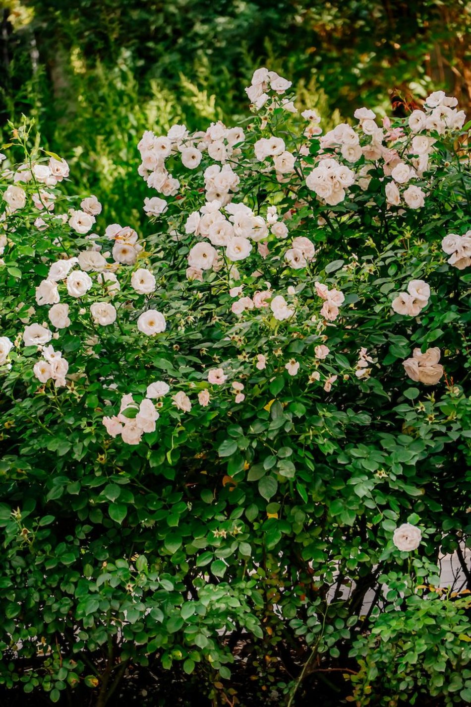 Łódź. Wrzesień w Łodzi potrafi zaskoczyć! Miasto wciąż tętni kolorami i zapachem kwiatów