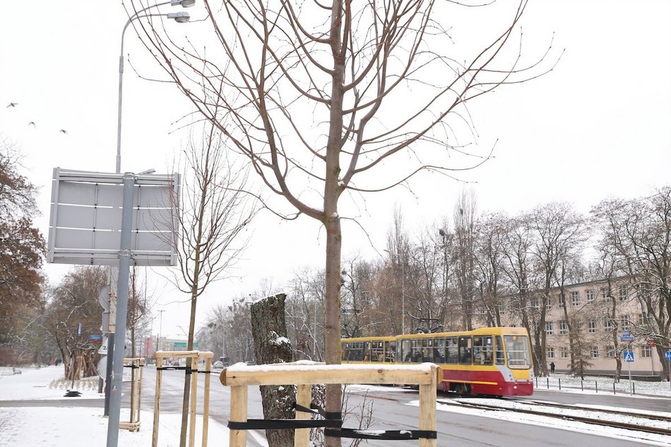 Łódź. Nowe nasadzenia w całym mieście