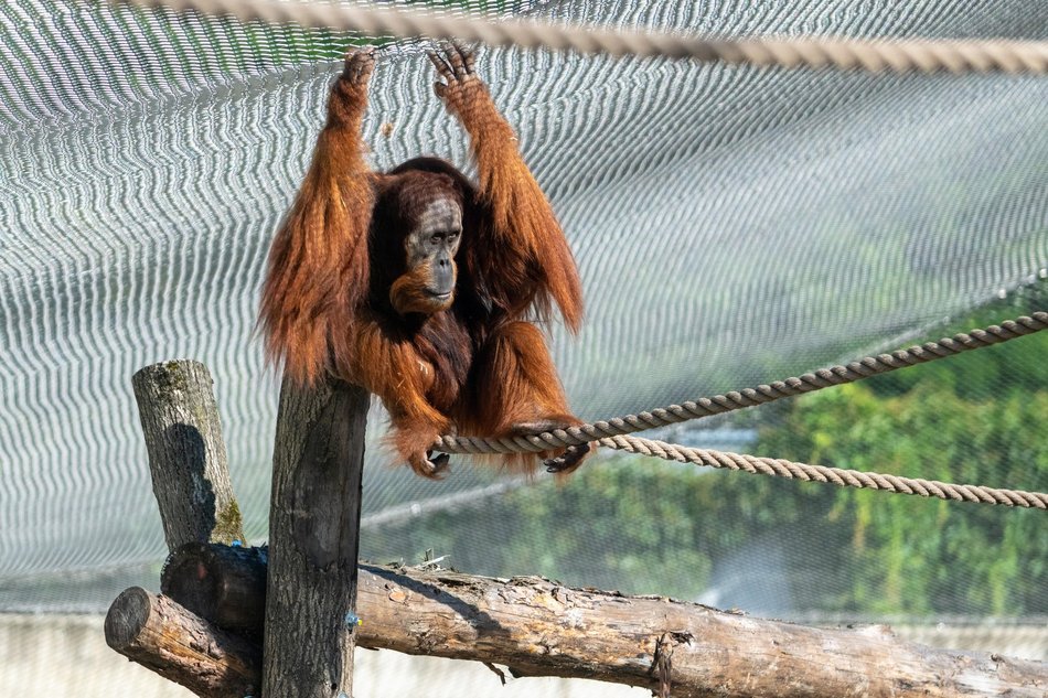 Orangutany hasają już na dworze! Nowy wybieg dla zwierzaków w Orientarium Zoo Łódź