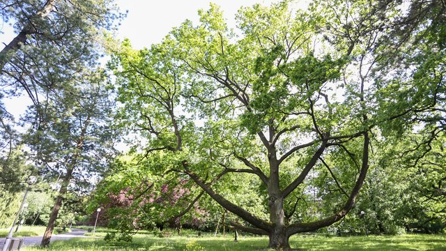 Europejskie Drzewo Roku 2023. Dąb Fabrykant liczy na głosy! Ostatnie dni konkursu