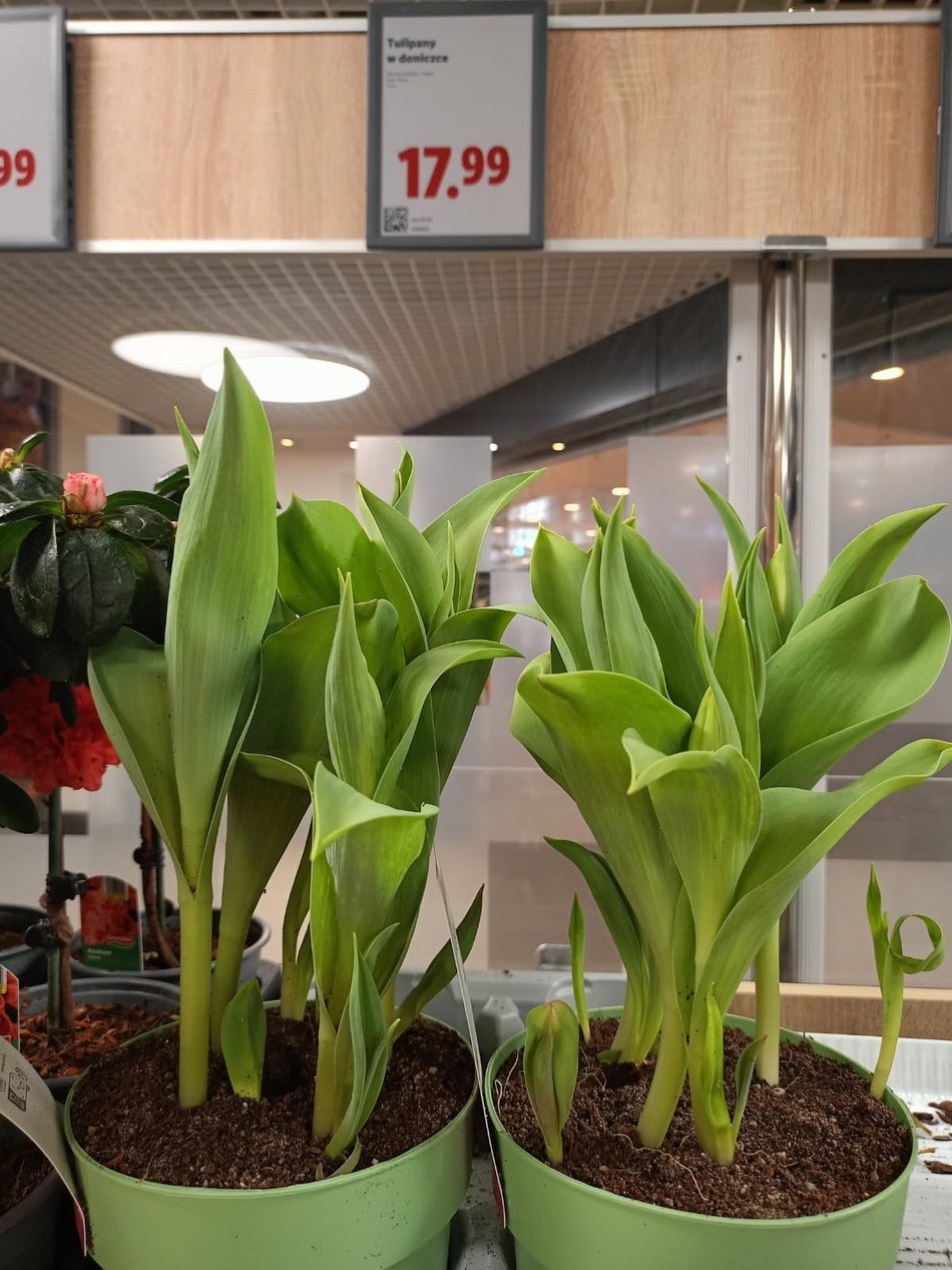 Łódź. Ceny kwiatów w Łodzi. Rynki, stragany, kwiaciarnie i supermarkety