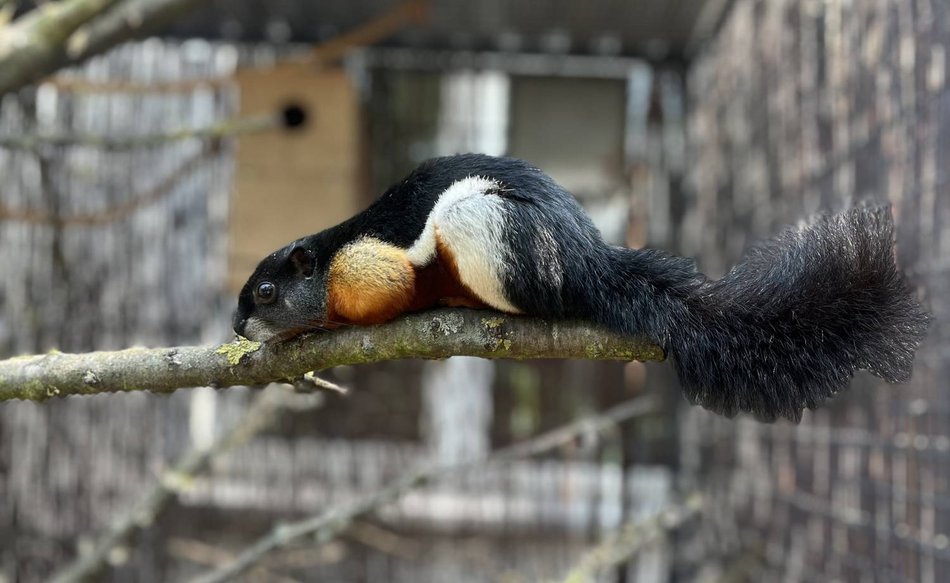 Łódź. Nowy, egzotyczny lokator Orientarium Zoo Łódź. Takiej wiewiórki nigdy nie widziałeś!