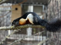 Łódź. Nowy, egzotyczny lokator Orientarium Zoo Łódź. Takiej wiewiórki nigdy nie widziałeś!