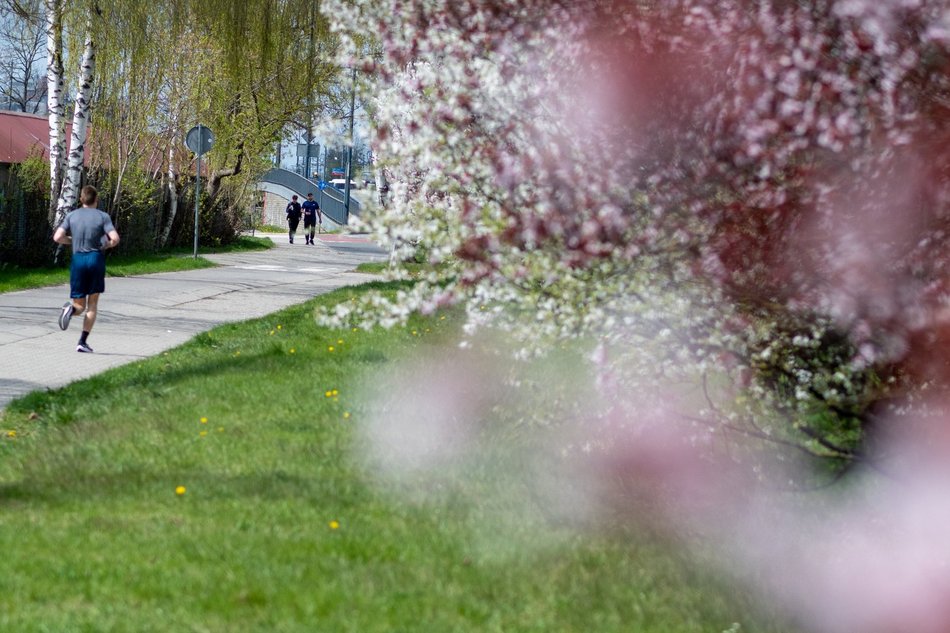 Łódź. Biało-różowy zawrót głowy na Rokicińskiej w Łodzi. Kwitnąca przyroda wygląda, jak z bajki!