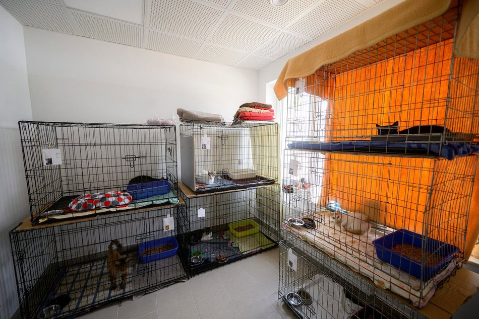 Łódź. schronisko w Łodzi