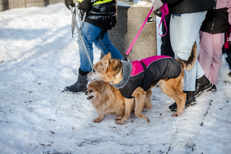 Łódź. Psy ze schroniska w Łodzi na spacerze