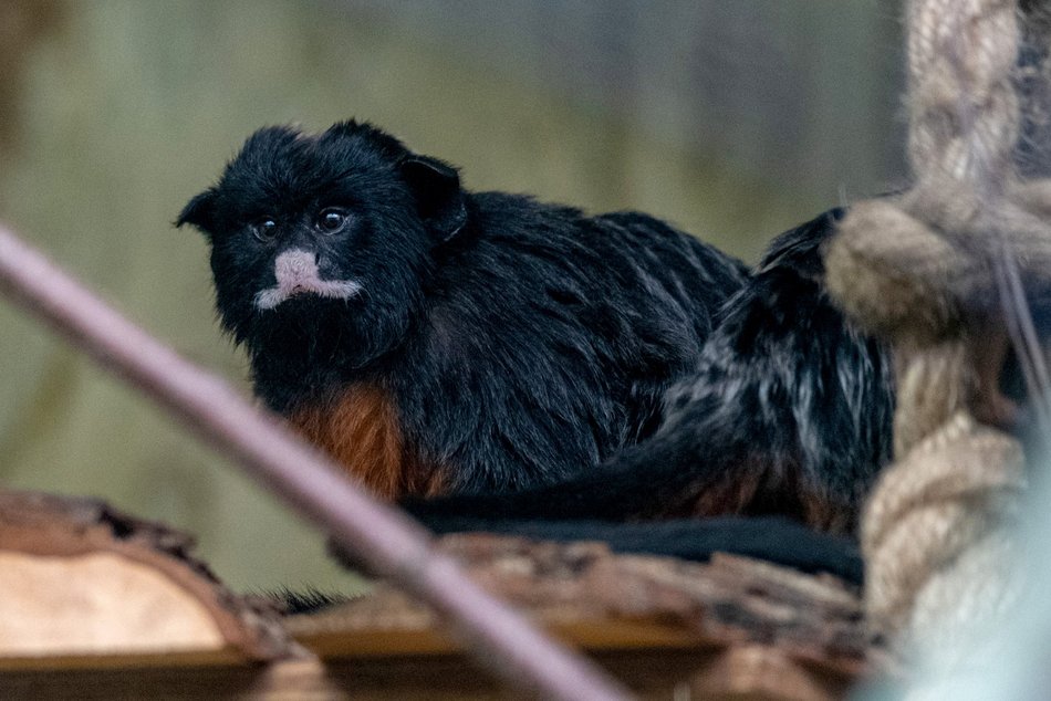 fot. Orientarium Zoo Łódź