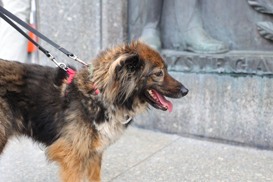 Parada Kundelków w Łodzi