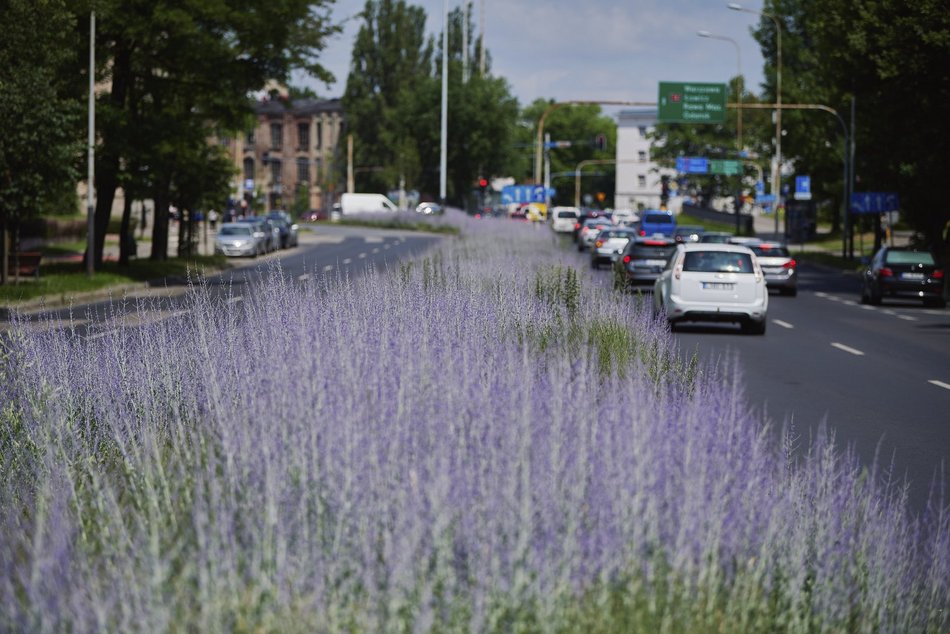 Kwiatowa łąka na ul. Kopcińskiego w Łodzi