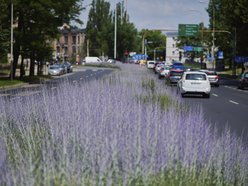 Kwiatowa łąka na ul. Kopcińskiego w Łodzi