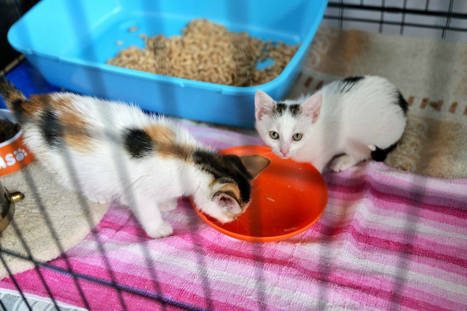 Łódź. Dom bez kota to głupota! Poznaj i adoptuj podopiecznych schroniska w Łodzi