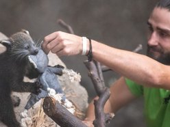Łódź. Dzień Binturonga w Orientarium Zoo Łódź