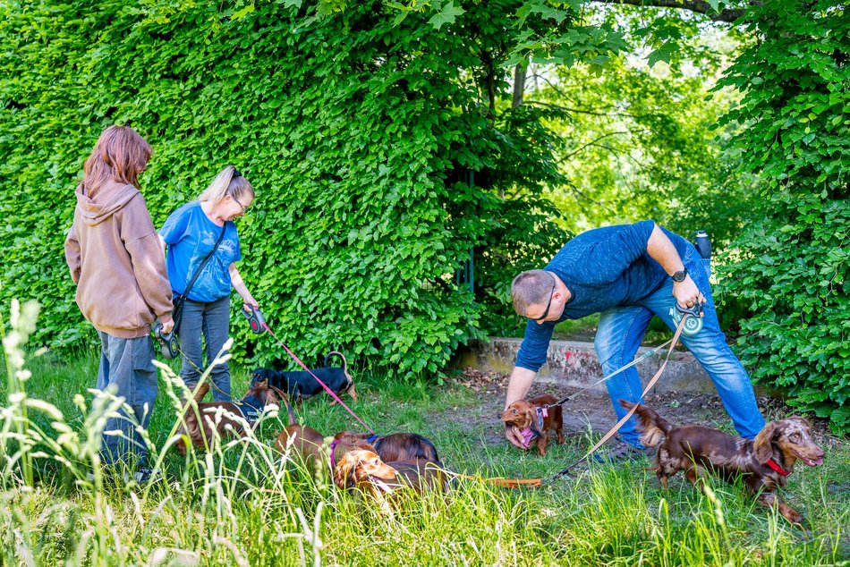 Jamnikówka w parku Poniatowskiego