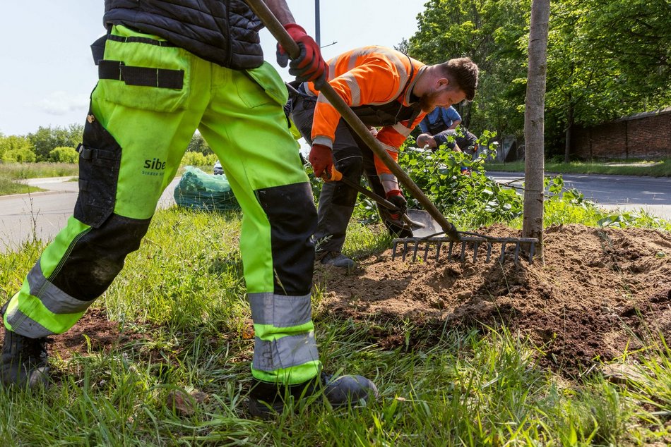 Łódź. Inflancka w Łodzi jeszcze bardziej zielona. Przybędzie aż 56 drzew!