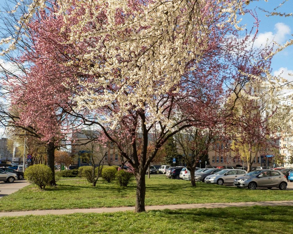 Łódź. Wiosna zagościła na Narutowicza w Łodzi na dobre! Spacer tam to czysta przyjemność