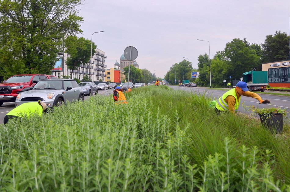 Precz z chwastami przy Kopcińskiego. Tak dba się o zieleń w Łodzi