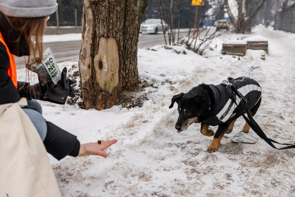 Łódź. Psy ze schroniska w Łodzi znów na spacerze! Dla tych wesołych pyszczków aż chce się chodzić!