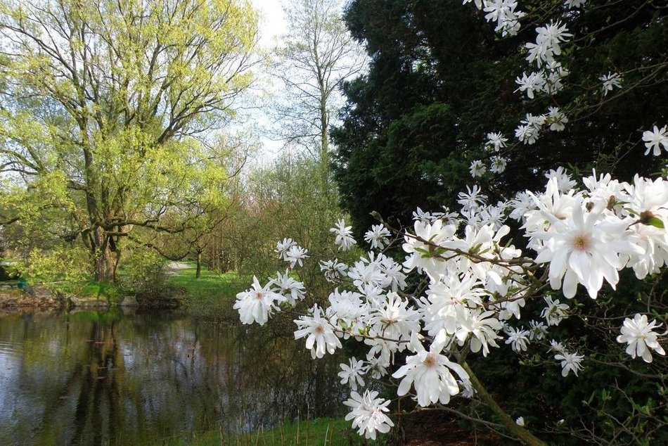 Ogród Japoński w Ogrodzie Botanicznym w Łodzi