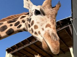 Nowe słodziaki w Orientarium Zoo Łódź. Sprawdź, co u nich słychać!