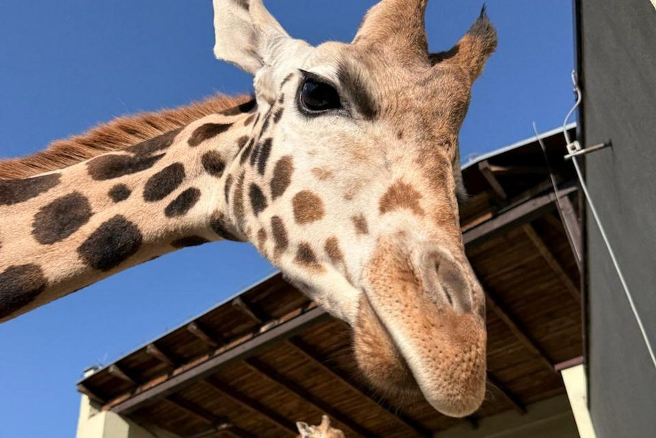 Nowe słodziaki w Orientarium Zoo Łódź. Sprawdź, co u nich słychać!